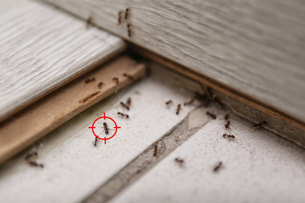 Flea Control Services in Middletown, PA