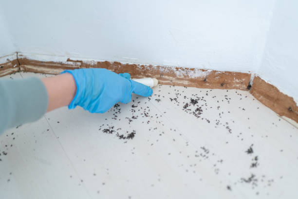 Professional Pest Control in Middletown, PA